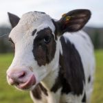 Birth of calf using IVF hailed as 'significant' step in dairy industry