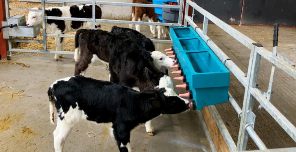 Calf registrations down by over 56,000 in 2024