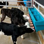 Calf registrations down by over 56,000 in 2024