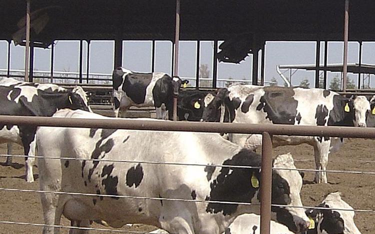 California dairy farmers get USDA assistance, need more