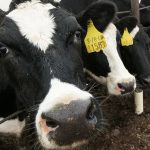 Court rescinds discovery deadlines in New Mexico dairy farmers’ suit against dairy cooperatives