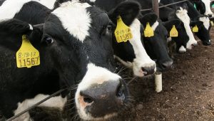 Court rescinds discovery deadlines in New Mexico dairy farmers’ suit against dairy cooperatives