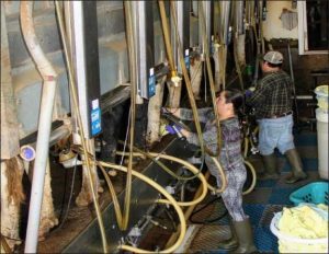 Dairy processing capacity to rise