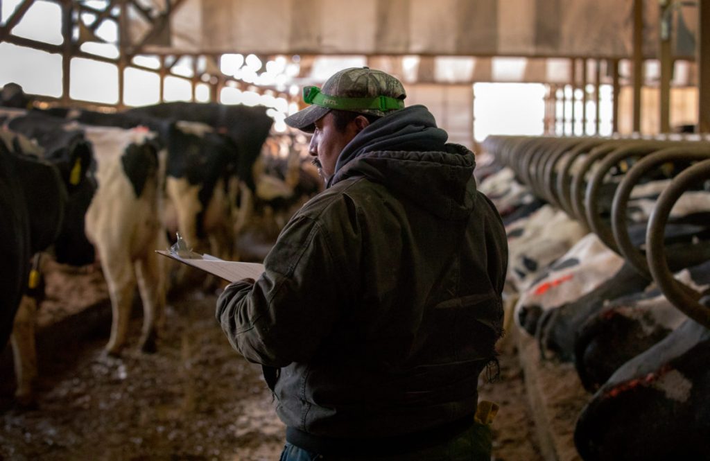 Despite threat of mass deportation, immigrant workers and Wisconsin dairy farmers carry on