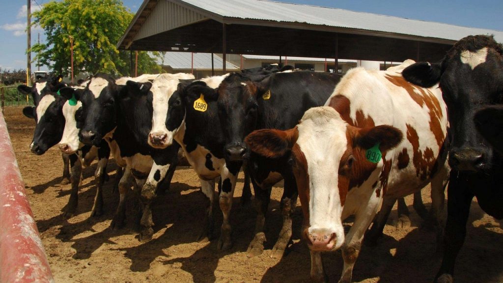 Economic Update Dairy producers reminded of disaster assistance deadline for 2024 losses