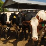 Economic Update Dairy producers reminded of disaster assistance deadline for 2024 losses