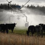 Farmers shaking up milking times