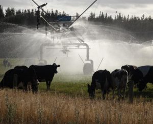 Farmers shaking up milking times