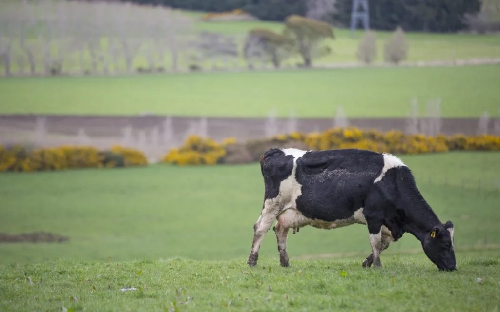 Fonterra caught up in dairy product panic