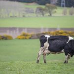 Fonterra caught up in dairy product panic