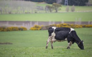 Fonterra caught up in dairy product panic