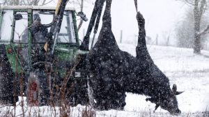 Foot and Mouth Disease Outbreak in Germany