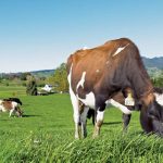 GE Bill needs a farmer’s voice DairyNZ