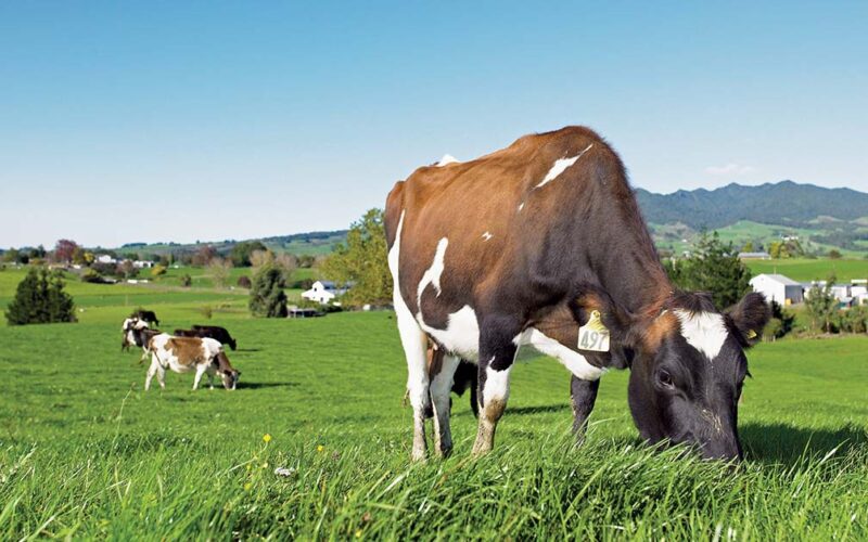 GE Bill needs a farmer’s voice DairyNZ