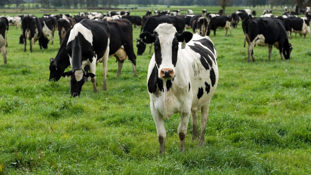 Grants available for dairy farms in New York, Massachusetts, Vermont