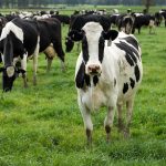 Grants available for dairy farms in New York, Massachusetts, Vermont