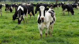 Grants available for dairy farms in New York, Massachusetts, Vermont