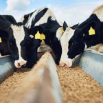 Higher feed values hit dairy farmers