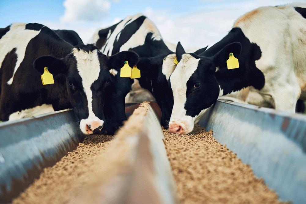 Higher feed values hit dairy farmers