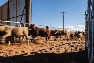 How do we protect our poultry flocks Texas dairy, poultry producers grapple with bird flu