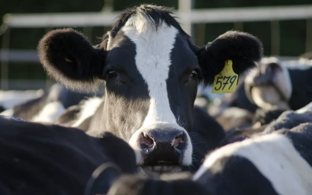 Improved economic conditions for dairy farmers drive LIC $39m half-year profit