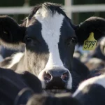 Improved economic conditions for dairy farmers drive LIC $39m half-year profit