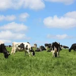 Keen to get dairy plan going