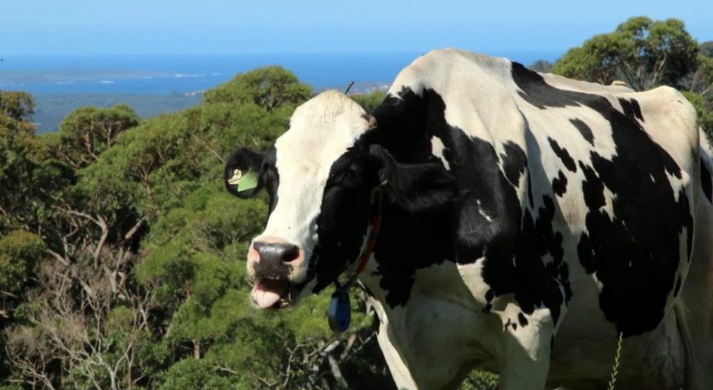 Keeping Kiama’s dairy industry cool by breeding heat-resilient cows