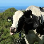 Keeping Kiama’s dairy industry cool by breeding heat-resilient cows