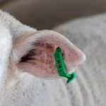 Little chance of NZ animals wearing electronic ear tags