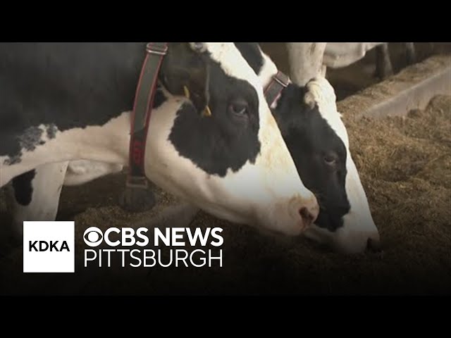 Livestock returns to Brunton Dairy Farm 15 months after massive fire