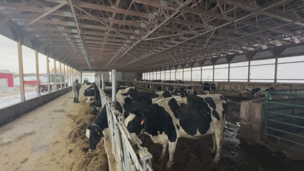 Maine dairy industry facing uncertain future with high costs and lack of young farmers