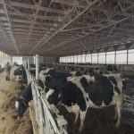 Maine dairy industry facing uncertain future with high costs and lack of young farmers