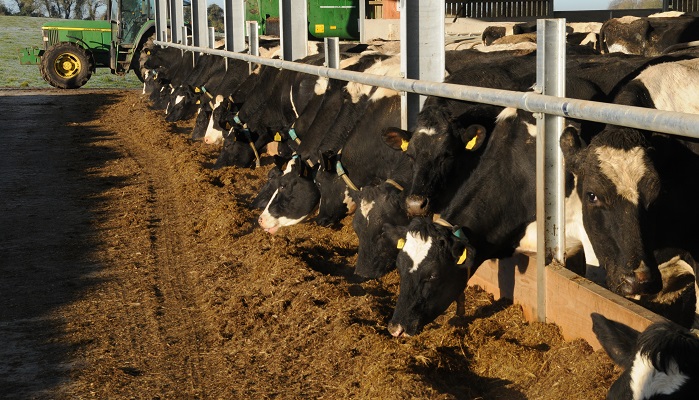 Minimising the risk of milk fever and associated risks this spring