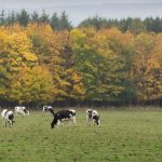 Optimism for Scottish dairy industry despite lower herd numbers