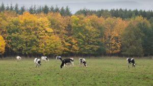 Optimism for Scottish dairy industry despite lower herd numbers