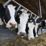 Outlook 2025 Better dairy prospects but a shrinking sector