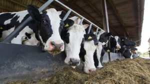 Outlook 2025 Better dairy prospects but a shrinking sector