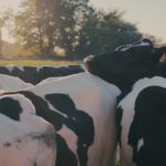 Payments Help Organic Dairy Producers Cover Increased Costs