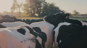 Payments Help Organic Dairy Producers Cover Increased Costs