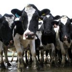 Stars align for dairy profits