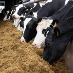 Strong dairy cattle prices as milk prices stay stable