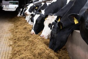 Strong dairy cattle prices as milk prices stay stable