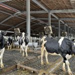 Taiwan dairy farmers brace for tariff-free imports from NZ