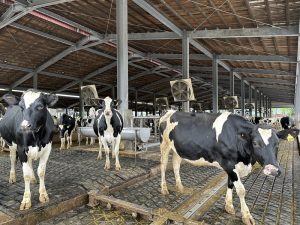 Taiwan dairy farmers brace for tariff-free imports from NZ