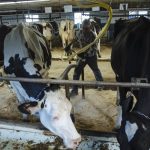 U.S. dairy exports slump as prices rise, demand eases