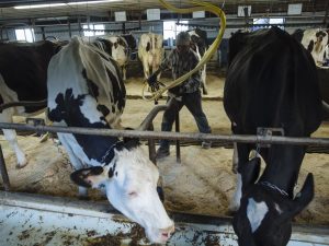 U.S. dairy exports slump as prices rise, demand eases