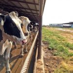 USDA announces 2025 enrollment periods for crop and dairy safety-net programs