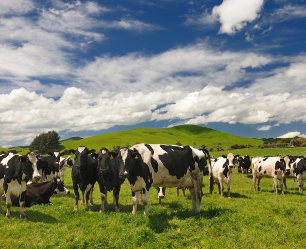 ACC scholar studying dairy farmers’ pressures