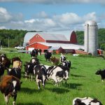 Apprenticeship trains next generation of PA dairy farmers